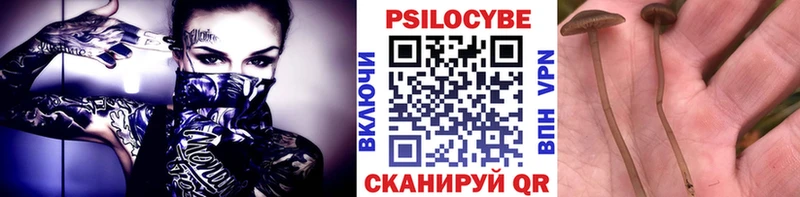 blacksprut сайт Гудермес Галлюциногенные грибы Cubensis